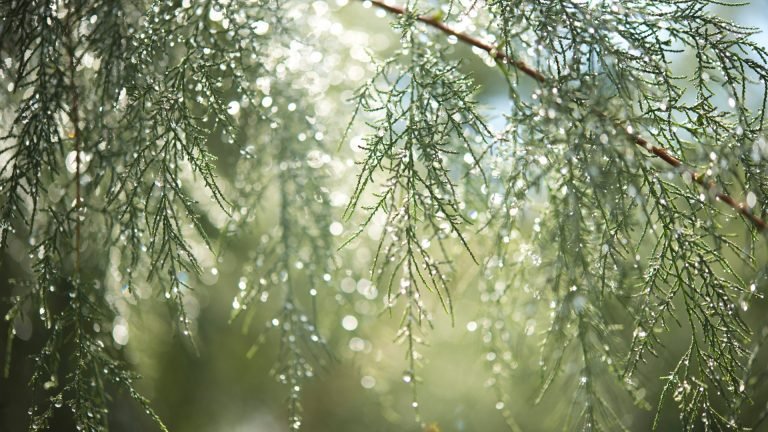 Weather Proofing Your Event